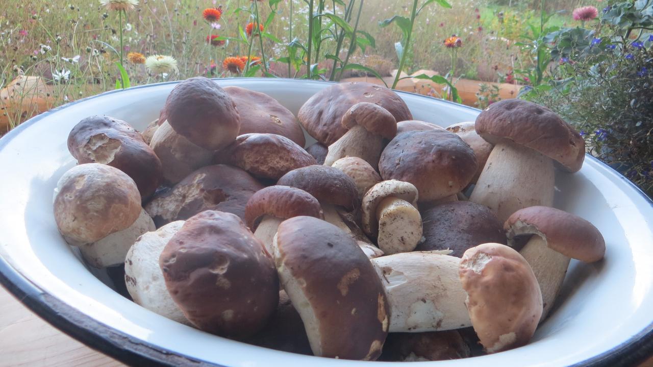 Pensiunea Poiana De Vis Sucevita Luaran gambar