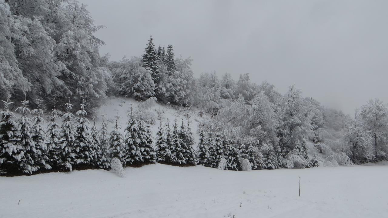 Pensiunea Poiana De Vis Sucevita Luaran gambar